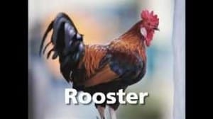 rooster