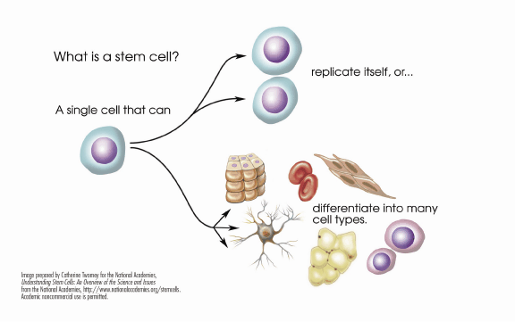 Ce-sunt-celulele-stem