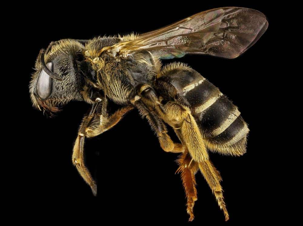 Cum Ne Protejăm Copiii de Înţepăturile de Insecte albină