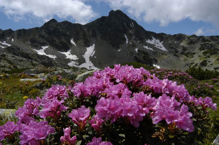 Rhododendron--Tudor-Predescu-Parcul-National-Retezat