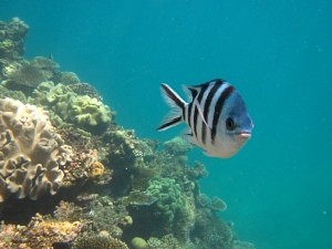 snorkeling