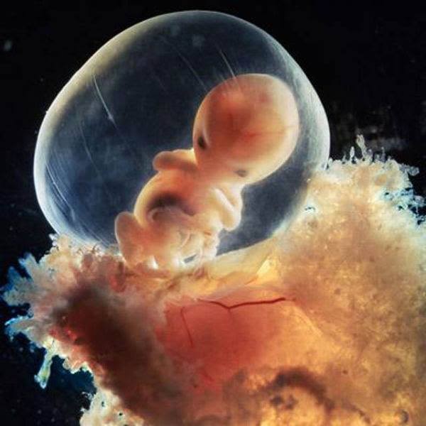8-saptamani-odiseea-sarcinii-embrion-in-sac-amniotic