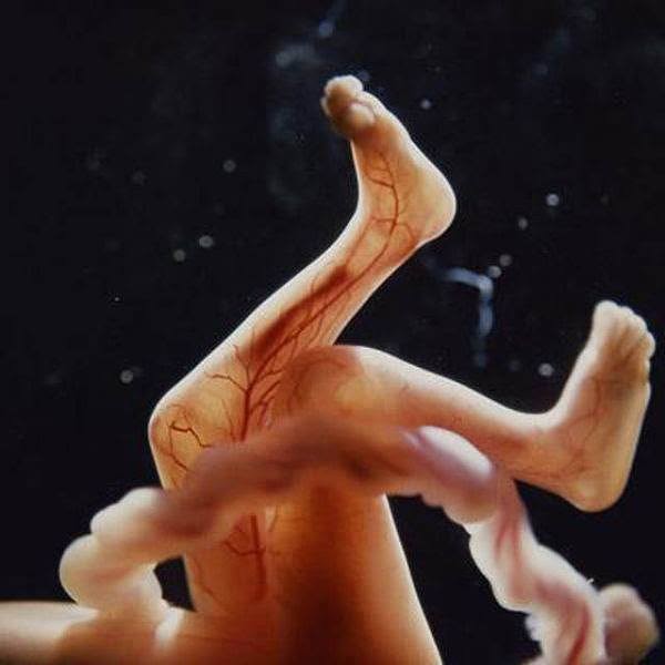 Odiseea-sarcinii-schelet-fetus