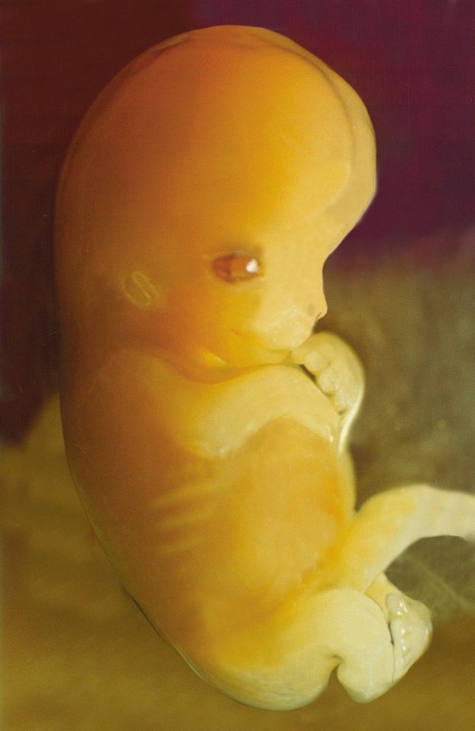 embrion-uman-7-saptamani-de-la-conceptie