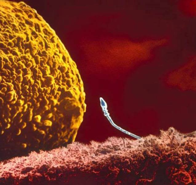 odisee-sarcinii-intalnirea-dintre-spermatozoid-si-ou