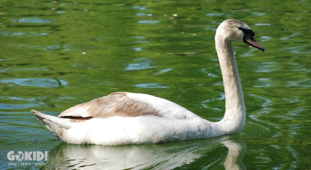 Parcul IOR lebeda