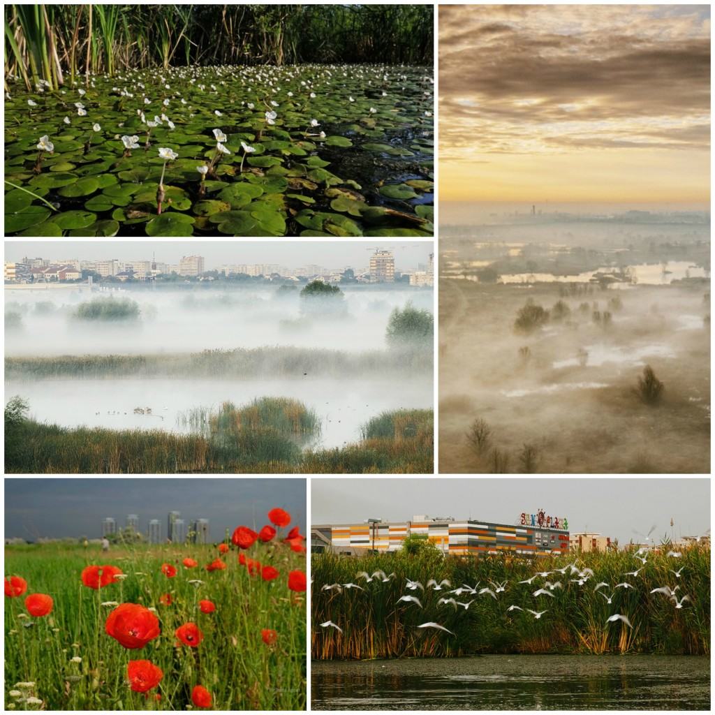 Parcul Natural Văcărești flora paisaj