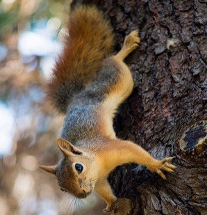 ghiceste animalul jocuri pentru copii de 5 ani