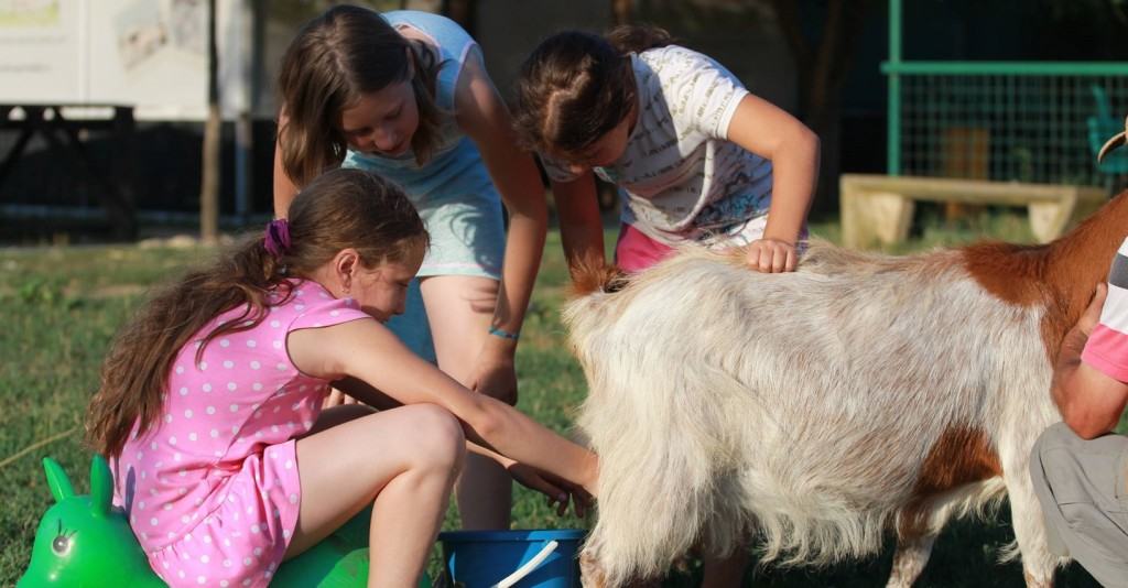 Ferma Animalelor Excursii Cool in Familie la Mai Puţin de 100 km de Bucuresti 