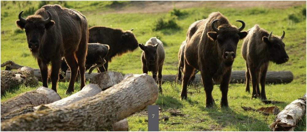 Zimbraria Neagra Bucsani Excursii Cool in Familie la Mai Puţin de 100 km de Bucuresti 