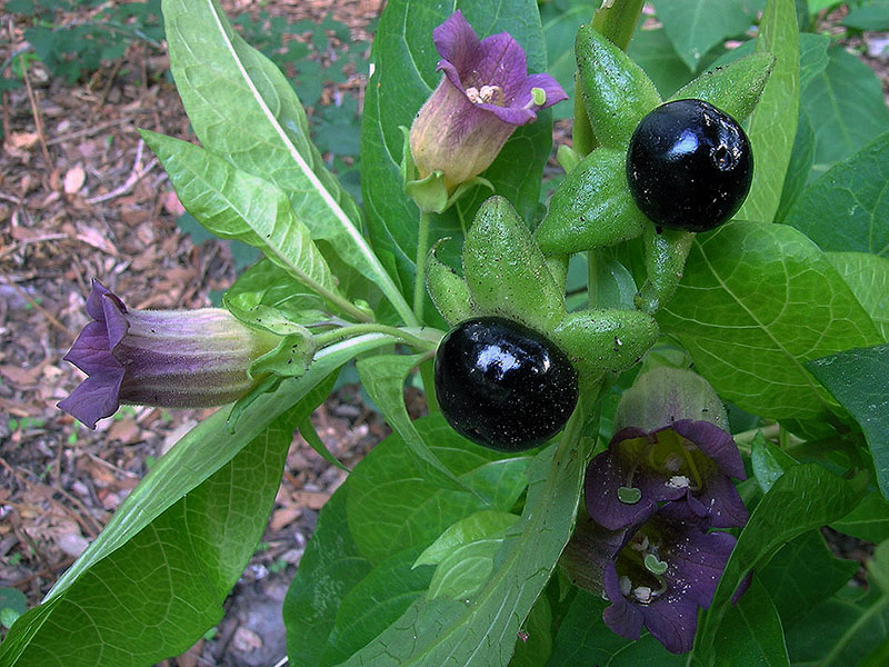 Atropa belladonna matraguna plante toxice