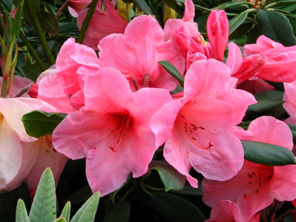 Azaleea Rhododendron Plante toxice