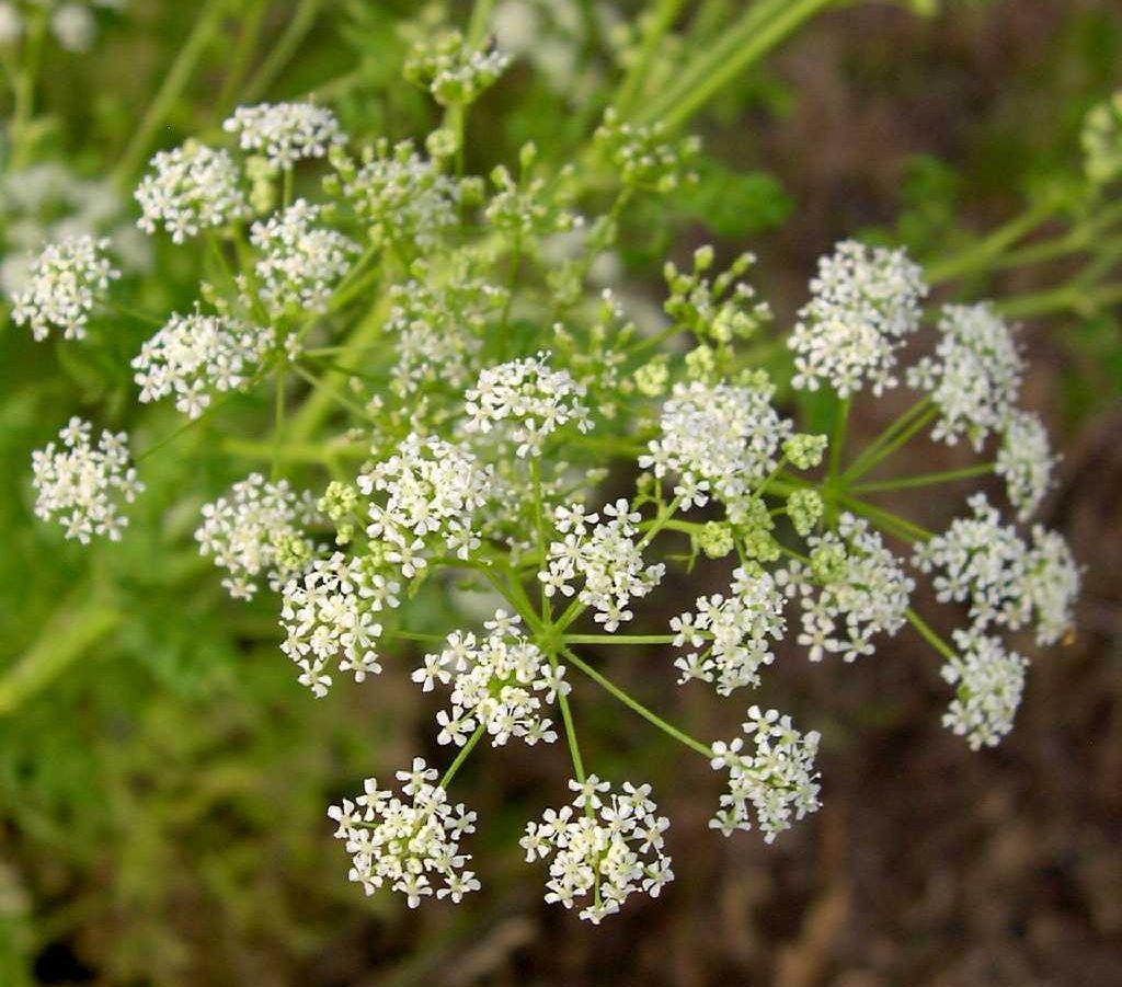 Conium maculatum plante toxice