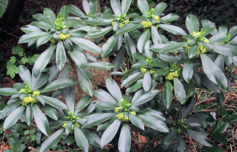 Daphne laureola (laurul Daphne) Plante toxice