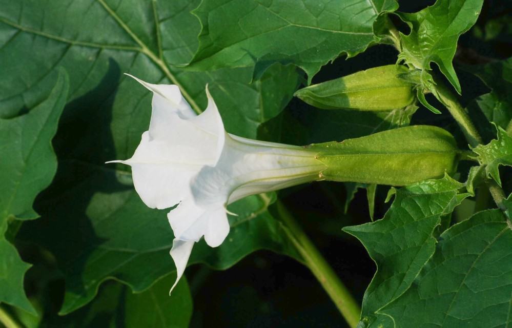 Datura stramonium ciumafaia plante toxice