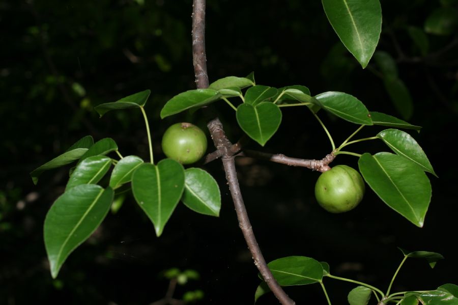 Hippomane mancinella merisoare verzi plante toxice