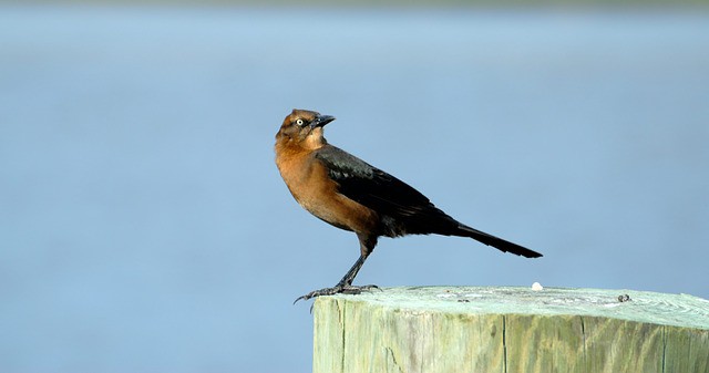 brown-thrasher-1674215_640