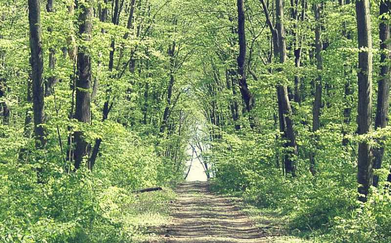 Păduri Bucureşti Padurea Comana Păduri Bucureşti Padurea Comana