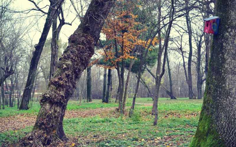 Păduri Bucureşti Padurea Mogoşoaia Chitila Păduri Bucureşti Padurea Mogoşoaia Chitila