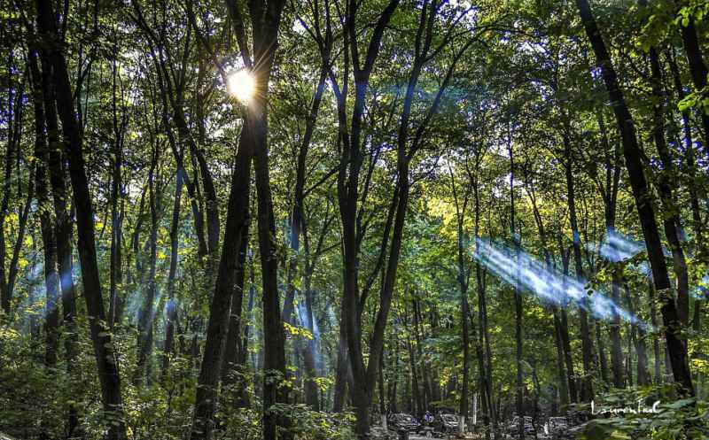 Păduri Bucureşti Padurea Pustnicul Păduri Bucureşti Padurea Pustnicul