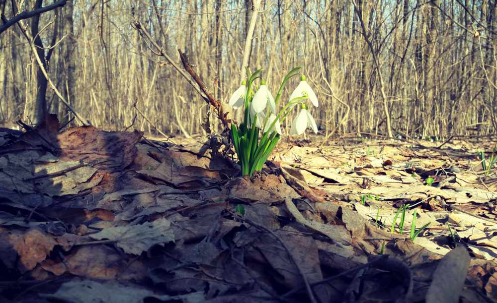 Păduri Bucureşti Padurea Snagov Păduri Bucureşti Padurea Snagov
