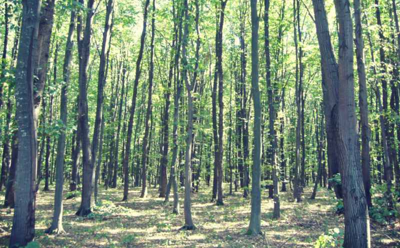 Păduri Bucureşti Padurea Bolintin