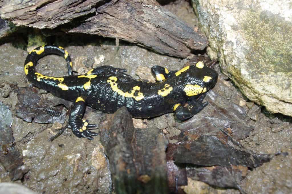 Vivariul Cluj Salamandra salamandra