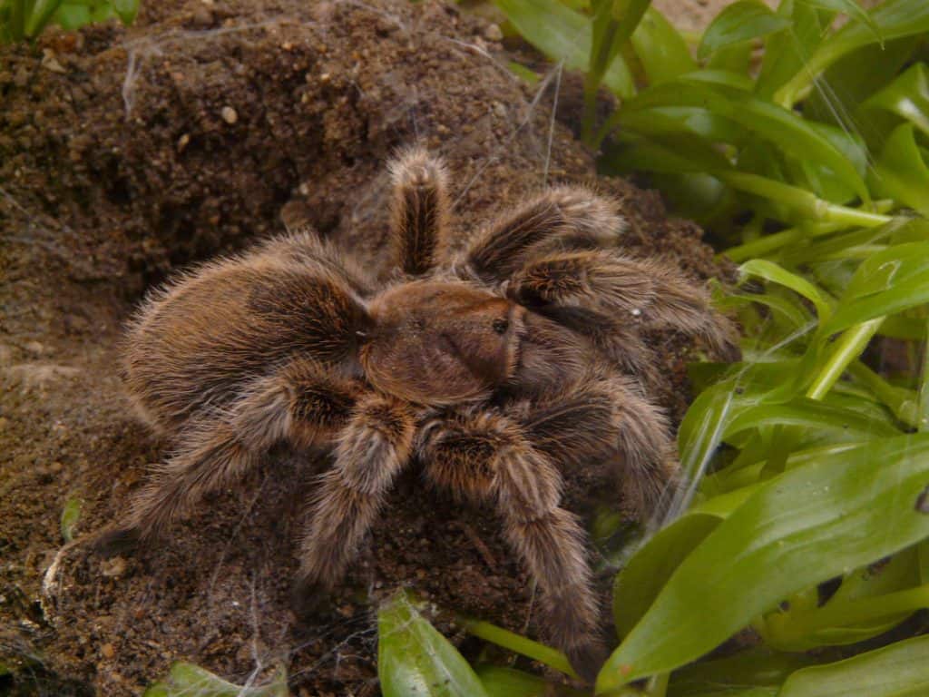 Vivariul Cluj artropode Grammostola rosea