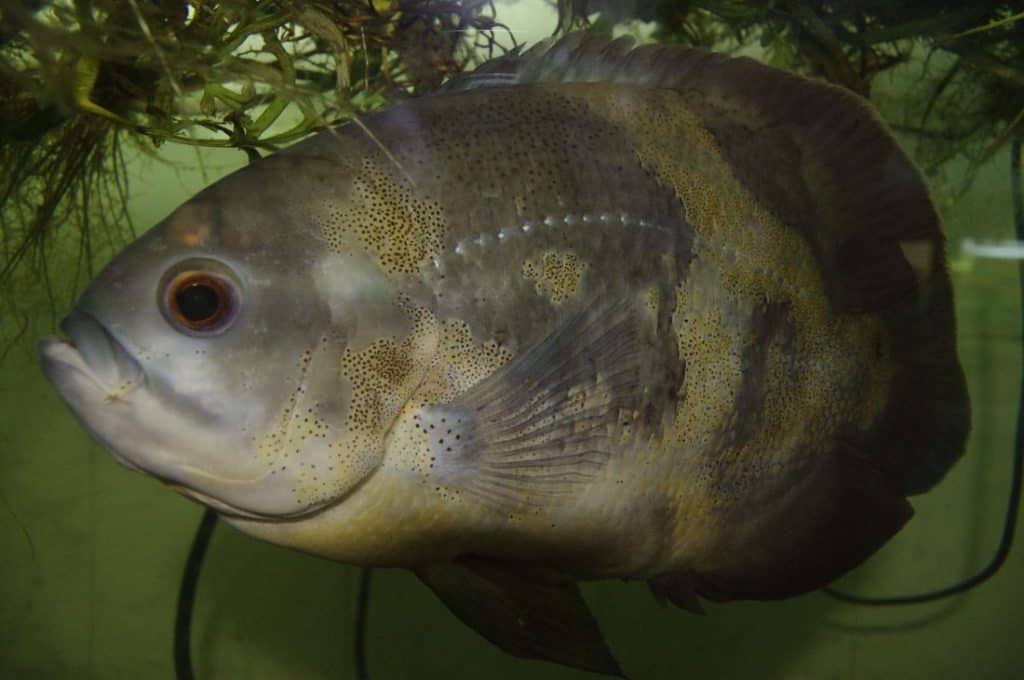 Vivariul Cluj pesti Astronotus ocellatus